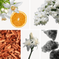 Preview: Duftnoten: Orangenblüte, Jamsin, Sandelholz, Moschus, Tuberose