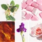 Preview: Duftnoten: Heckenkirsche, Marshmallow, Bernstein, Iris, Rose Preview: Duftnoten: Heckenkirsche, Marshmallow, Bernstein, Iris, Rose