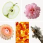 Preview: Duftnoten: Apfel, türkische Rose, Strohblume, Ambra, Eichenmoos Preview: Duftnoten: Apfel, türkische Rose, Strohblume, Ambra, Eichenmoos