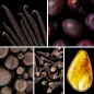 Preview: Duftnoten: Vanille, Pflaume, holzige Noten, Nelke, Amber Preview: Duftnoten: Vanille, Pflaume, holzige Noten, Nelke, Amber