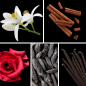 Preview: Duftnoten des Profumo D’oro Unisex-Parfums mit Neroli, Ceylon-Zimt, Iris, Rose, Vanille, Tonkabohne und Sandelholz