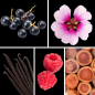 Preview: Duftnoten des Profumo D’oro Unisex-Parfums mit schwarzer Johannisbeere, Himbeere, Birne, Rose, Geranie, Zedernholz, Vanille, Moschus und Amyris