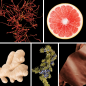 Preview: Duftnoten: Ingwer, Safran, Blutorange, Leder, Wacholderbeeren