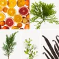 Preview: Duftnoten: Zitrusfrüchte, Seegras, Zypresse, Myrthe, Vanille Preview: Duftnoten: Zitrusfrüchte, Seegras, Zypresse, Myrthe, Vanille