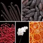 Preview: Duftnoten:Vanille, Tonkabohne, rosa Pfeffer, Orchidee, kandierte Früchte