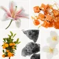 Preview: Duftnoten: Lilie, Salzkaramell, Mandarine, Moschus, Jasmin