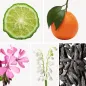 Preview: Duftnoten: Bergamotte, Mandarine, Geranie, Maiglöckchen, Tonkabohne Preview: Duftnoten: Bergamotte, Mandarine, Geranie, Maiglöckchen, Tonkabohne