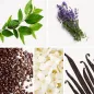 Preview: Duftnoten: grünes Blatt, Lavendel, Kaffee, Jasmin, Vanille Preview: Duftnoten: grünes Blatt, Lavendel, Kaffee, Jasmin, Vanille