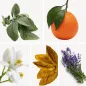 Preview: Duftnoten: Salbei, Mandarine, Neroli, Tabak, Lavendel