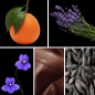 Preview: Duftnoten: Mandarine, Lavendel, Veilchenblatt, Leder, Tonkabohne
