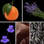 Preview: Duftnoten: Mandarine, Lavendel, Veilchenblatt, Leder, Tonkabohne