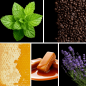 Preview: Duftnoten: Minze, Kaffee, Honig, Karamell, Lavendel