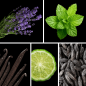 Preview: Duftnoten: Lavendel, Minze, Vanille, Bergamotte, Tonkabohne