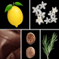 Preview: Duftnoten: Zitrone, Styrax, Leder, Muskat, Rosmarin