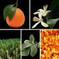 Preview: Duftnoten: Mandarine, Petitgrain, Salbei, Amber
