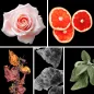 Preview: Duftnoten: Rose, Grapefruit, Patchouli, Moschus, Muskatellersalbei Preview: Duftnoten: Rose, Grapefruit, Patchouli, Moschus, Muskatellersalbei