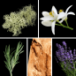 Preview: Duftnoten: Eichenmoos, Neroli, Rosmarin, Zedernholz, Lavendel