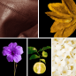 Preview: Duftnoten: Leder, Tabak, Veilchen, Bergamotte, Jasmin