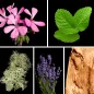 Preview: Duftnoten: Geranie, Minze, Eichenmoos, Lavendel, Zedernholz Preview: Duftnoten: Geranie, Minze, Eichenmoos, Lavendel, Zedernholz