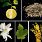 Preview: Duftnoten: Bergamotte, weißer Tee, Neroli, Feigenblatt, Mimose