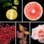 Preview: Duftnoten: Bergamotte, Grapefruit, rosa Pfeffer, Patchouli, Rose Preview: Duftnoten: Bergamotte, Grapefruit, rosa Pfeffer, Patchouli, Rose