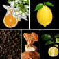 Preview: Duftnoten: Orangenblüte, Zitrone, schwarzer Pfeffer, Benzoe, Bergamotte Preview: Duftnoten: Orangenblüte, Zitrone, schwarzer Pfeffer, Benzoe, Bergamotte
