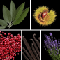 Preview: Duftnoten: Salbei, Kastanie, rosa Pfeffer, Vanille, Lavendel