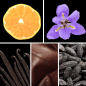 Preview: Duftnoten: Mandarine, Iris, Vanille, Leder, Tonkabohne