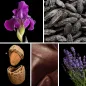 Preview: Duftnoten: Veilchen, Tonakbohne, Mandel, Leder, Lavendel Preview: Duftnoten: Veilchen, Tonakbohne, Mandel, Leder, Lavendel