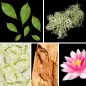 Preview: Duftnoten: grüne Blattnoten, Eichenmoos,, Lotus, Apfel, Zedernholz Preview: Duftnoten: grüne Blattnoten, Eichenmoos,, Lotus, Apfel, Zedernholz