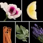 Preview: Duftnoten: Geranie, Zitrone, Zimt, Muskatellasalbei, Lavendel