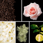 Preview: Duftnoten:Kaffee, Rose, Jasmin, Eichenmoos, Bergamotte
