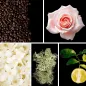 Preview: Duftnoten:Kaffee, Rose, Jasmin, Eichenmoos, Bergamotte Preview: Duftnoten:Kaffee, Rose, Jasmin, Eichenmoos, Bergamotte