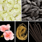 Preview: Duftnoten; grüner Apfel ,Tonkabohne, Rosengeranie, Vetiver, Vanille