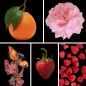 Preview: Duftnoten: Mandarine, Rose, Patchouli, Erdbeere, Himbeere