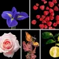 Preview: Duftnoten: Iris, Himbeere, Rose, Patchouli, Bergamotte Preview: Duftnoten: Iris, Himbeere, Rose, Patchouli, Bergamotte