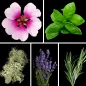 Preview: Duftnoten: Geranie, Basilikum, Eichenmoos, Lavendel, Rosmarin Preview: Duftnoten: Geranie, Basilikum, Eichenmoos, Lavendel, Rosmarin