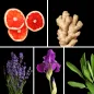 Preview: Duftnoten: Bitterorange, Ingwer, Lavendel, Muskatellersalbei, Iris Preview: Duftnoten: Bitterorange, Ingwer, Lavendel, Muskatellersalbei, Iris