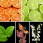 Preview: Duftnoten: Mandarine, Limette, Minze, Patchouli, Maiglöckchen