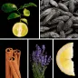 Preview: Duftnoten: Bergamotte, Tonkabohne, Zimt, Lavendel, Zitrone Preview: Duftnoten: Bergamotte, Tonkabohne, Zimt, Lavendel, Zitrone