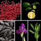 Preview: Duftnoten: rosa Pfeffer, Bergamotte, Tonkabohne, Iris, Salbei