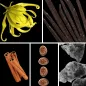 Preview: Duftnoten: Yang-Ylang, Vanille, Zimt, Muskat, Moschus Preview: Duftnoten: Yang-Ylang, Vanille, Zimt, Muskat, Moschus