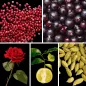 Preview: Duftnoten: rosa Pfeffer, schwarze Johannisbeere, Rose, Bergamotte, Kardamom Preview: Duftnoten: rosa Pfeffer, schwarze Johannisbeere, Rose, Bergamotte, Kardamom