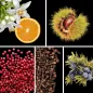 Preview: Duftnoten: Orangenblüte, Kastanie, rosa Pfeffer, Nelke, Wacholder Preview: Duftnoten: Orangenblüte, Kastanie, rosa Pfeffer, Nelke, Wacholder