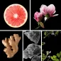 Preview: Duftnoten: Grapefruit, Magnolie, Ingwer, Moschus, Kräuternoten Preview: Duftnoten: Grapefruit, Magnolie, Ingwer, Moschus, Kräuternoten