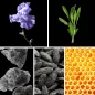 Preview: Duftnoten: Iris, Muskatellersalbei, Moschus, Tonkabohne, Bienenwachs Preview: Duftnoten: Iris, Muskatellersalbei, Moschus, Tonkabohne, Bienenwachs