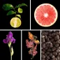 Preview: Duftnoten: Bergamotte, Grapefruit, Iris, Patschuli, Ambrette Preview: Duftnoten: Bergamotte, Grapefruit, Iris, Patschuli, Ambrette