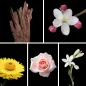 Preview: Duftnoten: Oud, Immortelle, Orangenblüte, Rose, Jasmin Preview: Duftnoten: Oud, Immortelle, Orangenblüte, Rose, Jasmin
