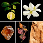 Preview: Duftnoten: Bergamotte, Orangenblüte, Ambra, Patchouli, Zedernholz