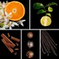 Preview: Duftnoten: Orangenblüte, Bergamotte, Zimt, Praline, Vanille Preview: Duftnoten: Orangenblüte, Bergamotte, Zimt, Praline, Vanille